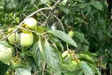Loại quả đặc sản có ở Thái Nguyên giá 170.000 đồng/kg, trồng trong sân nhà ăn suốt nhiều năm, còn chiêu tài hút lộc