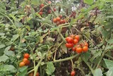 Loại quả mọc bờ rào xưa chín rụng đầy nay bán 80.000 đ/kg, thành đặc sản tốt cho sức khỏe, trồng một lần thu hoạch nhiều năm