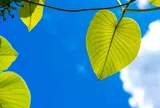 Khi mọi việc không suôn sẻ, hãy thử mượn "may mắn" từ thiên nhiên