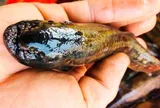 Đặc sản mỗi năm chỉ có một mùa, xưa dành cho "người nghèo" nay được ưa chuộng ở thành phố giá 200.000 đ/kg, tốt cho sức khỏe