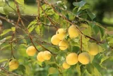 Loại quả xưa chín rụng đầy nay thành đặc sản nổi tiếng giá 70.000 đ/kg, trồng một lần thu hoạch nhiều năm, tốt cho sức khỏe