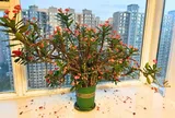 4 loại hoa người giàu thường né, người nghèo lại thích trồng: Có phải vì thế mà khó đổi vận?