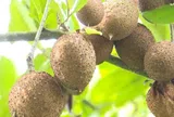 Loại quả mọc bờ rào xưa chín rụng đầy nay thành đặc sản giá 45.000 đ/kg, trồng một lần thu hoạch nhiều năm, tốt cho sức khỏe