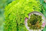 2 loại cây cảnh vừa đẹp vừa ăn được như rau, trồng ban công cực dễ, chẳng cần chăm nhiều