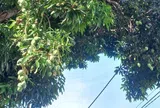 Loại quả mọc bờ rào xưa chín rụng đầy nay thành đặc sản giá 40.000 đ/kg, trồng một lần thu hoạch nhiều năm, tốt cho sức khỏe