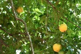 Loại quả xưa rụng đầy gốc nay thành đặc sản giá 100.000 đồng/kg, trồng trong sân vừa có quả vừa hút quý nhân, tài lộc theo về