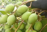 Loại quả xưa chín rụng đầy nay thành đặc sản giá 120.000 đ/kg, trồng một lần thu hoạch nhiều năm, tốt cho sức khỏe