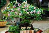 2 cây thơm “gọi quý nhân” nên trồng trong nhà, hương càng ngát càng dễ hút lộc, gia chủ gặp may liên tiếp