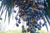 Loại quả mọc bờ rào xưa chín rụng đầy nay thành đặc sản 180.000 đ/kg, trồng một lần thu hoạch nhiều năm, tốt cho sức khỏe