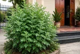 10 loại rau thảo mộc dương khí mạnh, trồng trước nhà giúp tăng sinh khí, đón vận may, xua khí xấu