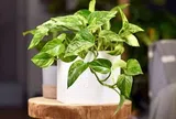 Người mệnh này cực "hợp vía" với cây trầu bà, trồng trong nhà tài lộc nhân đôi, tiền vào như nước