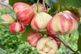 Loại quả xưa chín rụng đầy nay thành đặc sản 70.000 đ/kg, trồng một lần thu hoạch nhiều năm, tốt cho sức khỏe