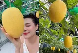 Diễn viên quê Quảng Ngãi biến sân thượng biệt thự 5 tầng thành vườn rau xanh mướt, dưa sai lúc lỉu, quý tử thích thú ôm trái bự