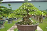 Cây mọc hàng rào tỏa hoa thơm quanh năm lên chậu thành bonsai hút tài lộc, càng trồng lâu càng có giá, con cháu đời đời giàu sang