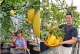 Mẹ biến sân thượng 76m² thành “miền bình yên” giữa Sài Gòn: Rau xanh mướt, dưa lưới trĩu giàn, cây trái lúc lỉu