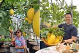 Mẹ biến sân thượng 76m² thành “miền bình yên” giữa Sài Gòn: Rau xanh mướt, dưa lưới trĩu giàn, cây trái lúc lỉu