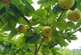 Loại quả xưa chín rụng đầy nay thành đặc sản 80.000 đ/kg, trồng một lần thu hoạch nhiều năm, tốt cho sức khỏe