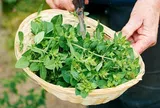 Loại lá “2 trong 1” vừa làm rau vừa dùng làm thuốc, giá bán lên tới 1,2 triệu đồng/kg, trồng 3 tháng thu hoạch
