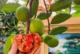 Loại quả mọc bờ rào xưa chín rụng đầy nay thành đặc sản 170.000 đ/kg, trồng một lần thu hoạch nhiều năm, tốt cho sức khỏe