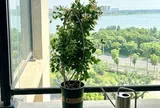 8 cây “2 trong 1” vừa làm cảnh vừa làm thuốc, có loại vừa tỏa hương thơm vừa cho hoa, quả đẹp mắt, trồng một chậu là lời