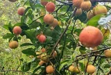 Loại quả xưa chín rụng đầy nay thành đặc sản 70.000 đ/kg, trồng một lần thu hoạch nhiều năm, tốt cho sức khỏe