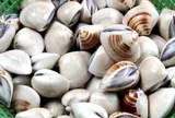 Mua ngao sợ nhất ngậm cát: Ngư dân mách tuyệt chiêu sai vài phút ngao nhả sạch không sót một hạt