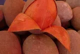 Loại quả xưa không ai biết đến nay thành đặc sản được ưa chuộng, trồng một lần thu hoạch nhiều năm, tốt cho sức khỏe