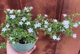 Cây cảnh nghe tên đã thấy may mắn, trồng một chậu như đón hỉ sự vào nhà, cắm cành xuống đất 3 tháng là bén rễ