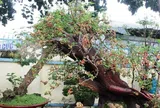 Quả dại xưa chín rụng đầy gốc nay thành đặc sản 60.000 đ/kg, vào chậu làm bonsai giá tiền triệu, cứ cắm cành xuống đất là sống
