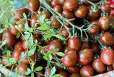 Loại quả xưa không ai biết đến nay thành đặc sản giá 100.000 đ/kg, trồng một lần thu hoạch nhiều năm, tốt cho sức khỏe