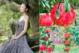 Khu vườn của diễn viên Diệu Hương ở Mỹ có "hoa hậu" ngắm hoài không chán, chủ nhân mê mẩn: "Sao đẹp quá!"