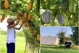 9X Đà Nẵng làm vườn ở Mỹ, trồng đủ rau Việt trên mảnh đất hơn 200m², nhìn quả treo lúc lỉu mà mê