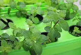 Cây dại mọc bờ rào thành đặc sản nổi tiếng giá 60.000 đồng/kg, trồng 2 tháng cho thu hoạch, tốt cho sức khỏe