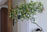 Cây dại cho hoa thơm nức mũi lên chậu thành bonsai tiền triệu, cắm cành vào đất là bén rễ, người lười mấy cũng trồng được