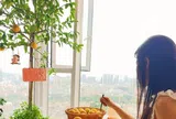 Lời khuyên cho gia đình trồng cây chanh vàng: Người thuộc 2 mệnh này nên cân nhắc, muốn cây sai quả đừng bỏ qua điều này