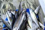 Loại cá tốt trên thế giới, ở Việt Nam vào mùa thịt thơm ngọt giá chỉ từ 90.000 đ/kg, giàu omega-3 hơn cá hồi