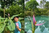 Vợ Trọng Tấn khoe ảnh chồng bên hoa chuối có màu như cánh sen: "Hoa chuối nhà ai sao lạ thế"