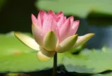Quan hệ khăng khít mấy, người khôn ngoan cũng không buông lời nói 5 câu này trước mặt anh chị em