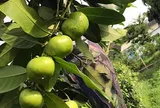 Loại quả xưa không ai biết đến nay thành đặc sản giá 150.000 đ/kg, trồng một lần thu hoạch nhiều năm, tốt cho sức khỏe