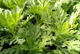 Cây dại mọc bờ rào thành đặc sản nổi tiếng giá 55.000 đồng/kg, trồng 30 ngày cho thu hoạch, tốt cho sức khỏe