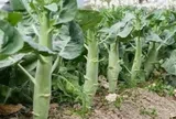 Loại rau tốt trên thế giới, Việt Nam trồng bạt ngàn chỉ 35 ngày cho thu hoạch bán giá rẻ bèo, tốt cho sức khoẻ