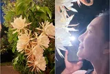 9 đóa quỳnh nở trong 1 đêm tại vườn xinh của nữ diễn viên "Dốc tình", dân mạng phát hiện sự thật bất ngờ