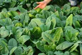 Loại rau tốt trên thế giới được trồng bạt ngàn ở Việt Nam, chỉ 45 ngày cho thu hoạch bán 30.000 đ/kg, tốt cho sức khỏe