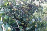 Loại quả tốt trên thế giới, Việt Nam trồng bạt ngàn thu hoạch nhiều năm bán giá rẻ, tốt cho sức khỏe