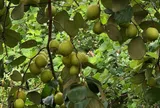 Loại quả tốt trên thế giới có ở Cần Thơ, trồng một lần thu hoạch nhiều năm, thành đặc sản tốt cho sức khỏe