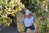 Danh hài Bảo Quốc trúng mùa hơn 100kg nhãn, mận chín đỏ rụng đầy sân ai nhìn cũng thốt lên "Quá đã!"