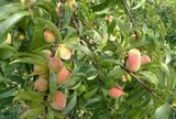 Loại quả tốt trên thế giới, Việt Nam trồng bạt ngàn thu hoạch nhiều năm bán giá 25.000 đ/kg, tốt cho sức khỏe