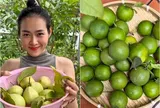 Người đẹp Diệp Bảo Ngọc thu hoạch trên khu vườn ban công rậm rạp, ví con đường đi hái quả "chông gai như đường tình"