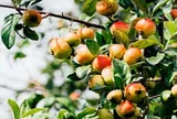 Loại quả đặc sản nhìn thì thèm nhưng khó nuốt, biết cách sử dụng vừa giúp giảm cân lại đánh tan mỡ máu