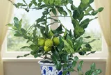 Loại lá được ví như “kim cương”, giá 2,8 triệu đồng/kg, trồng chậu vừa làm cảnh vừa có lá, quả dùng quanh năm